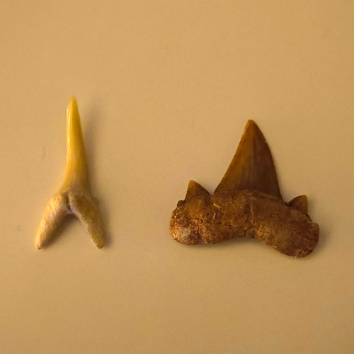 Shark teeth fossils natural - 2,