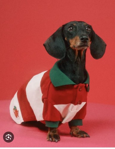 Gucci dog polo top stripe - dog,