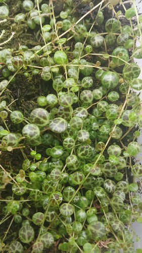 5cm peperomia prostrata - 6, x