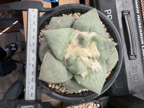 Ariocarpus maruibo hybrid - maruibo,