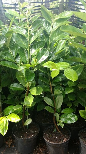 Cherry laurel plants - laurel,