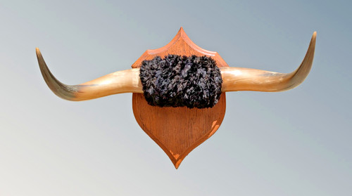 Set steer horns - a, of