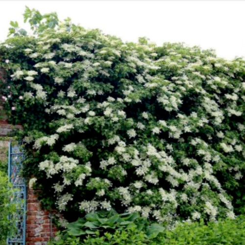 Climbing hydrangea - climbing,