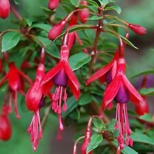 6  Hardy Fuchsia David  Perennial Shrub  Basket Patio Plug Plants