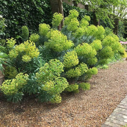 Euphorbia wulfenii potted - euphorbia,