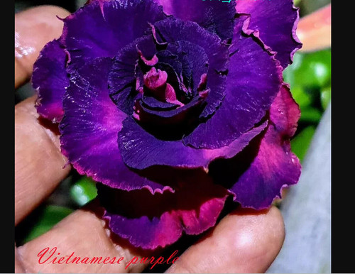 Vietnamese purple desert - "vietnamese, ~