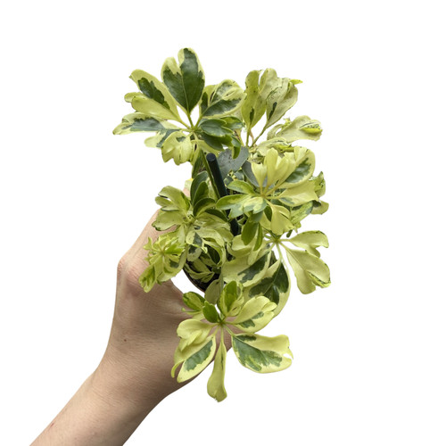 Schefflera arboricola janine - schefflera,