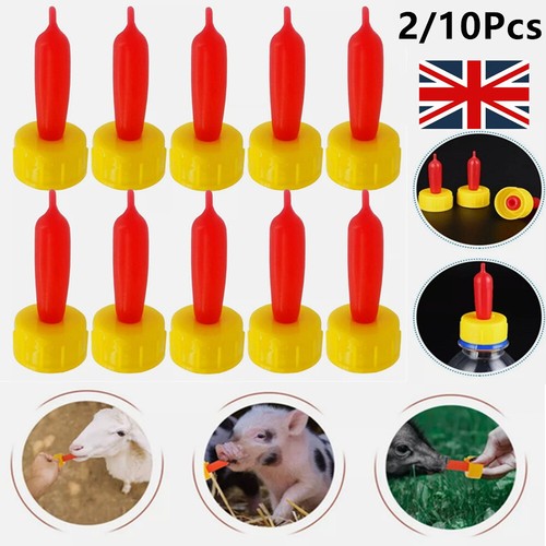 Pack lamb teat - lamb, feeder