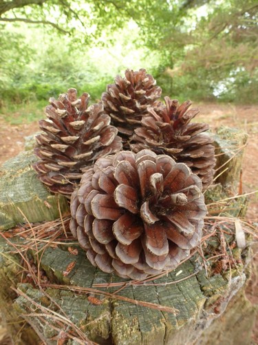 Large monterey pine cones - large,