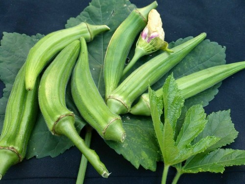 Okra clemson spineless - 5x, clemson's
