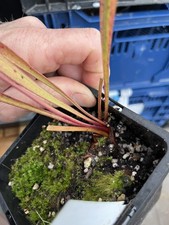 Sarracenia ‘ Goldmine ‘