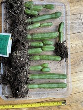  ECHINOPSIS T P Regional Form