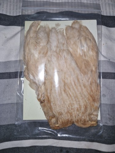 White hen cape - hen, cape,fly