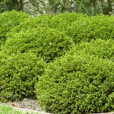 Hebe Green Mound Vibrant Evergreen Shrub Hardy Outdoor Garden Plant in Pot