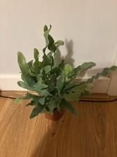 Phlebodium Blue Star Fern - 12 Cm Pot - About 25 Cm Tall