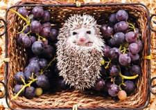 African Pygmy Hedgehog *