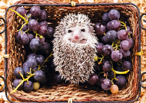 African pygmy hedgehog - pygmy, *