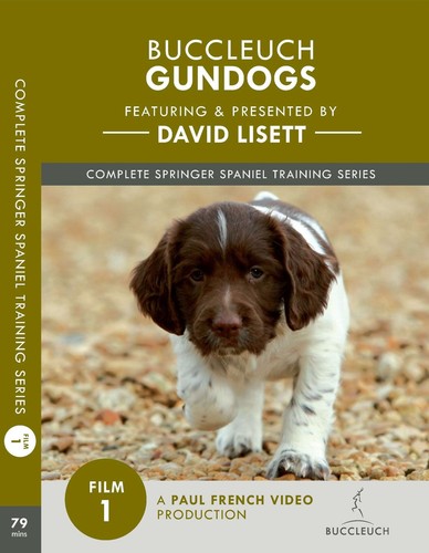 David lisett gundog - lisett, training