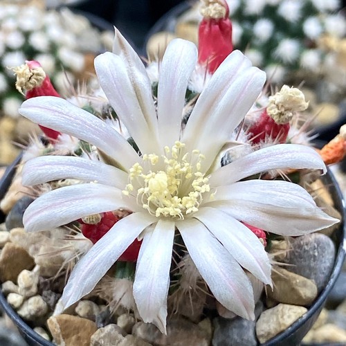 Mammillaria coahuilense 127 - coahuilense,