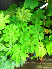 5litre size Rice Paper Plant