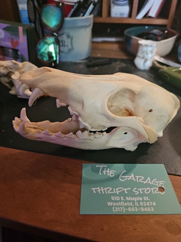 Coyote skull - coyote,