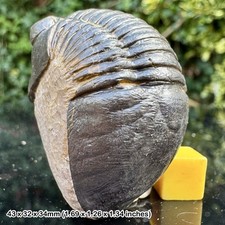 RARE Paralejurus Trilobite