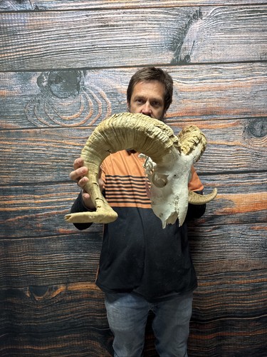 Ram sheep skull - ram,