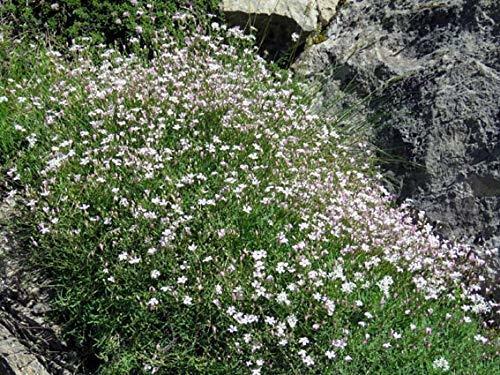 Tunica saxifraga petrorhagia - tunica,