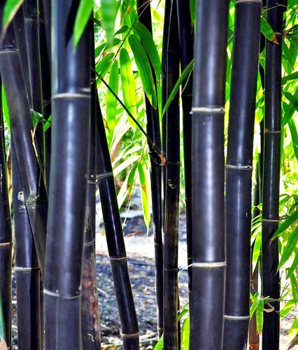 Timor black bamboo - black,