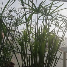 Cyperus Alternifolius Papyrus Umbrella Cibora indoor  outdoor LIVE POND Plant