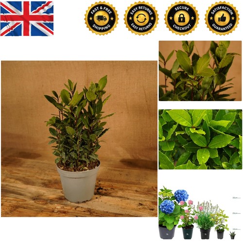 Evergreen fragrant bay - evergreen, tree