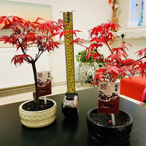 Japanese maple palmatum - maple,
