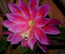 Epiphyllum Orchid Cactus “