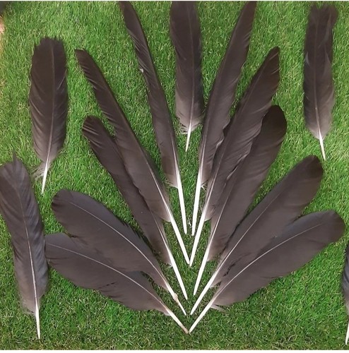 Carrion crow rook - carrion,