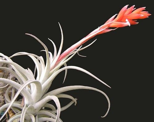 Tillandsia subsecundifolia - tillandsia,