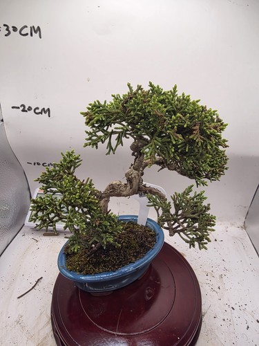 Mini juniper bonsai about 5 - juniper,