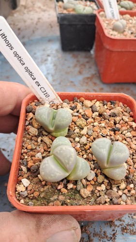 Lithops optica c310 - lithops,
