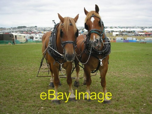 Photo 6x4 suffolk punch - photo,