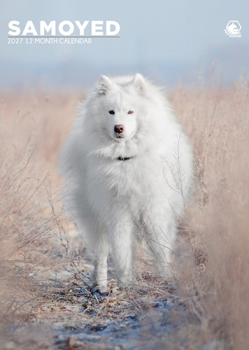 Samoyed dog 2027 - samoyed,