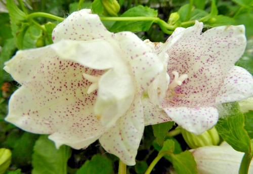 Campanula wedding bells - wedding,