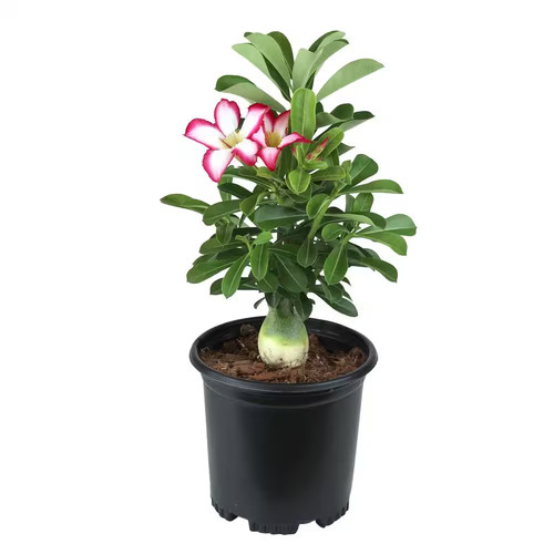 Picotee adenium succulent - picotee,