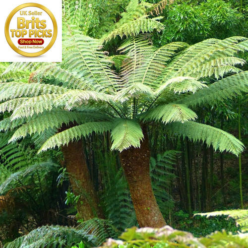 Dicksonia antarctica tree - -,