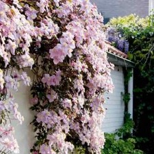 Clematis Montana Pink Perfection. The Mile-a Minute Quick Climbing Vine. Scented