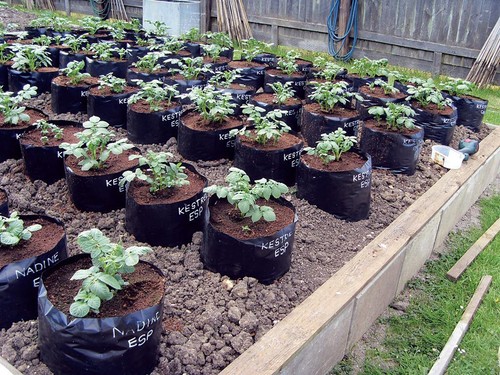 Pack polypots polythene - of,