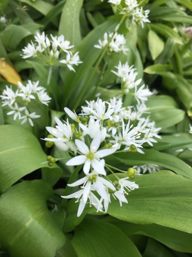 Wild garlic bulb shade - 1,