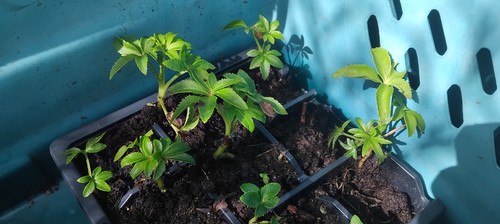 New stinking hellebore - stinking,