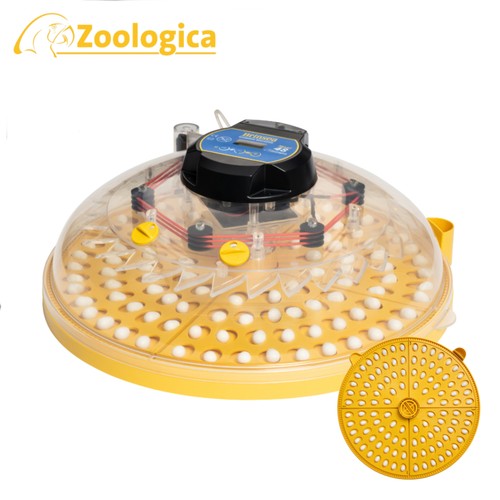 Brinsea maxi zoologica - maxi, 48