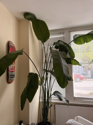 Large mature bird paradise - large,