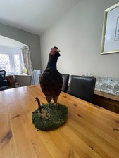 TAXIDERMY: Large Common