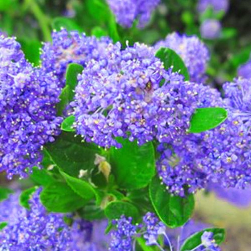Ceanothus impressus victoria - impressus,